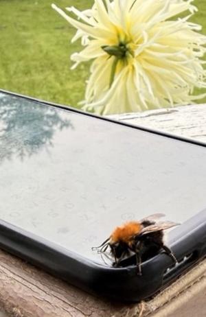 A small bumblebee (not a bee) is "sitting" on a smart phone screen, phone is on a porch ledge, green lawn and a partly visible large white dahlia bloom on the background 

Photo, phone and dahlia by me