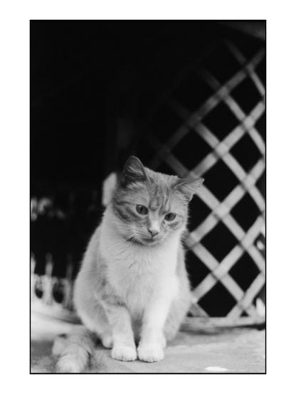 The image is a black and white photograph featuring a cat sitting on a surface. The cat has a light-colored coat with a mix of white and gray fur, and its eyes are open, looking slightly downward. The cat's ears are perked up, and its tail is visible, extending to the left side of the image. The background includes a lattice structure, which appears to be part of a fence or gate, with a dark area behind it, possibly indicating an entrance or a shaded area. The lighting is soft, creating a gentle contrast between the cat and the background. The overall composition is simple, focusing on the cat as the main subject.