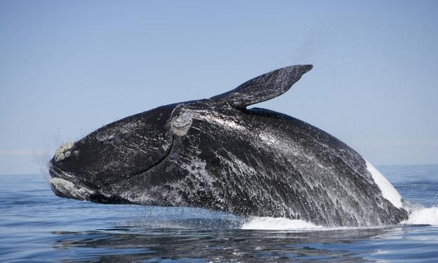 Una imagen de archivo de una ballena (Getty Images)