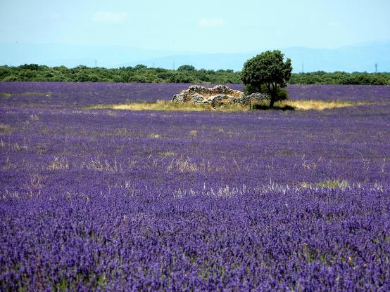 Una isla de terreno seco con un árbol y los restos de una antigua estructura en piedra enmedio de un mar de lavandas