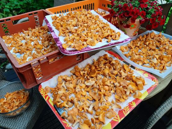 Several trays and boxes full of cleansed chantarelles