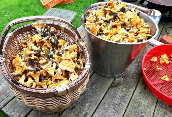 A basket and a metal bucket full of chantarelles.