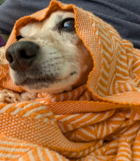 dachshund-mix is wrapped up in an orange-and-white blanket, which goes over his head like a babushka's kerchief. He's looking off wistfully to the side.