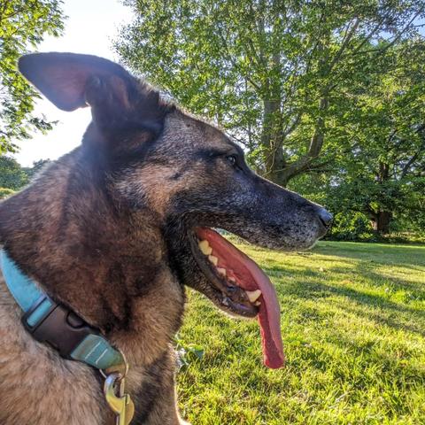 Side view a panting dog's head, partially backlit. There is bright sunshine coming from behind, making long shadows from the trees.