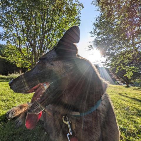 Dog looking away from the camera, with bright sun coming from just behind his head through a gap in the trees.