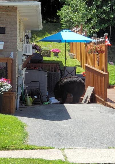 Bear has easily opened the doors on the bin, and is sniffing through white plastic bags of household waste.  Note: this is an inappropriate storage container for garbage, since it is easily accessible to a variety of wildlife.