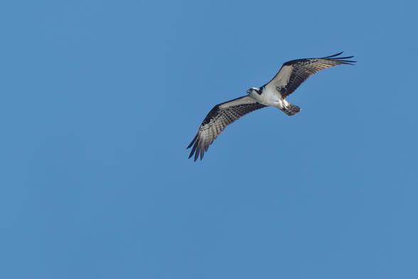 An osprey (also known as a fish hawk) soars with wide-spread wings in the clear blue skies above a small lake looking for fish.
