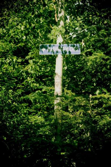 A street sign indicating the direction to Washington Crescent is posted on a tall thin birch tree that surrounded by thick foliage of the other trees. The EOS 90D setting emulates the colour and focus of a plastic camera.