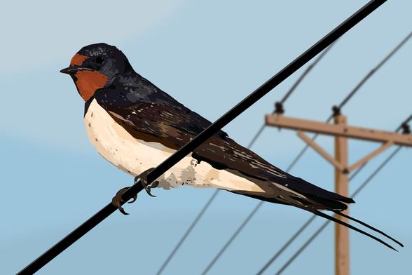 Digital illustration of a Barn swallow on a wire with power lines in the background
Made in Affinity Designer 2