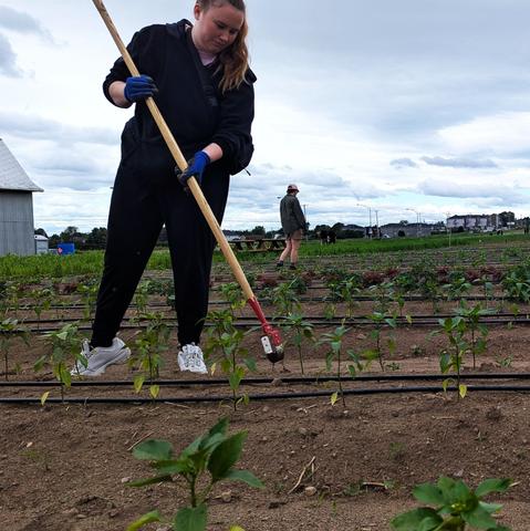 Dans une champ, une personne habillée en noir, espadrilles au pieds et gants aux mains, manie un instrument agricole . Il s'agit d'un bâton de bois avec au bout une languette de métal plate, courbée en forme de crochet. Le ciel est nuageux, on voit une autre personne un peu plus loin dans le champ et le coin d'une grange grise. Beaucoup de rangs de plantes potagères se succèdent. Il y a des tuyaux noirs qui passent sur chaque rangée, probablement un systère d'arrosage goutte à goutte.