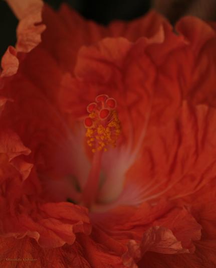 Orange Hibiscus flower. The leafs look a bit ruffled like they’re just unfolded.