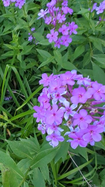 Pink, purple, blue flowers in the in a bulbous cluster on a background of random green plants.