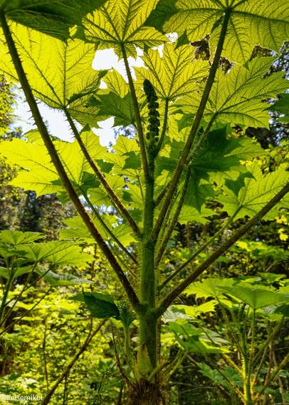 Tall plant with large, umbrella-like leaves viewed from below, allowing sunlight to filter through, creating a green canopy. Sturdy, spiney stems radiate outward from a central point. Dense forest vegetation surrounds the plant, with trees in the background.
