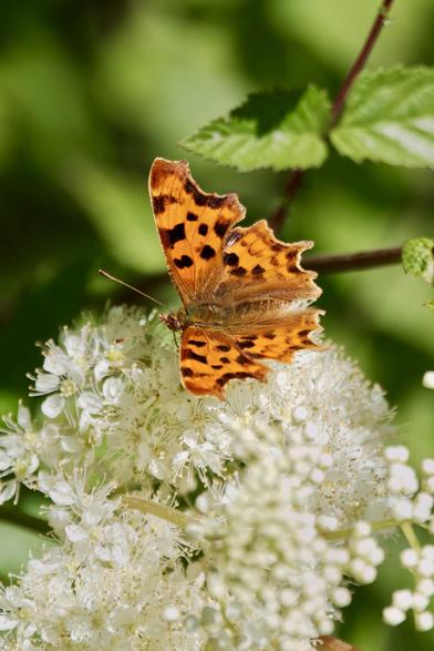 Comma Butterfly on Meadowsweet