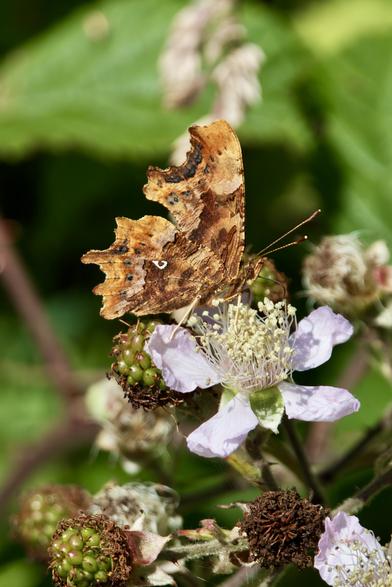 Comma Butterfly on Bramble