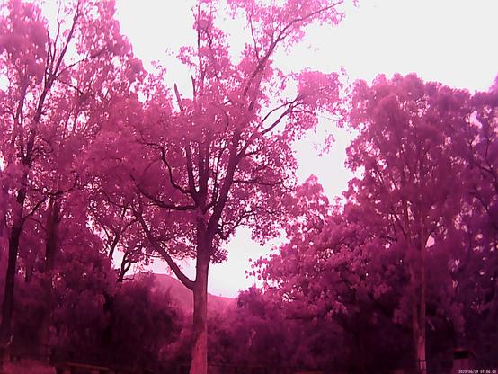pink trees