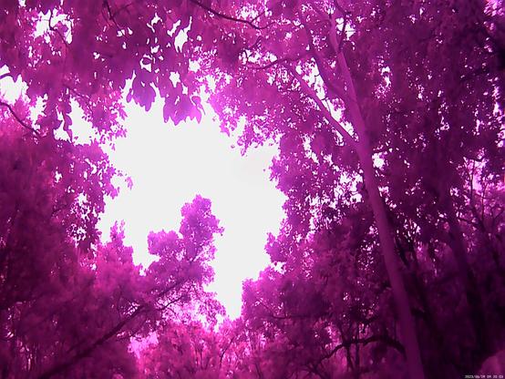 glowing overexposed pink sky surrounded by trees above