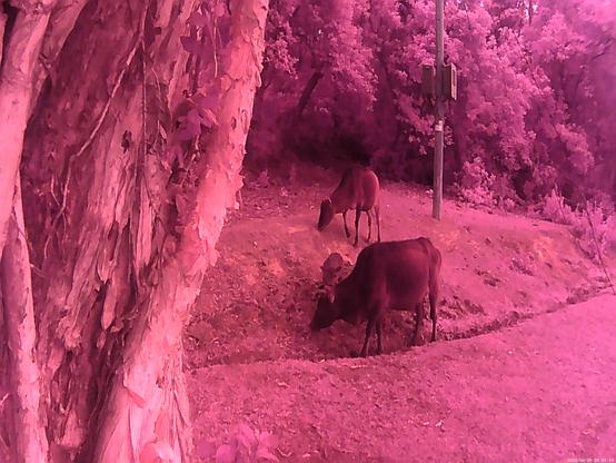two pink animals on pink grass standing next to pink trees