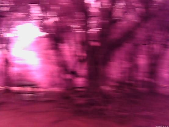 pink trees with too much motion blur