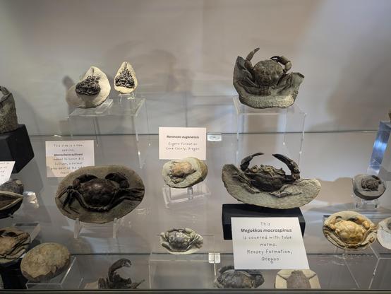 Fossil crabs that have been extracted from the surrounding rock and displayed in a way that suggests they could almost still be alive.