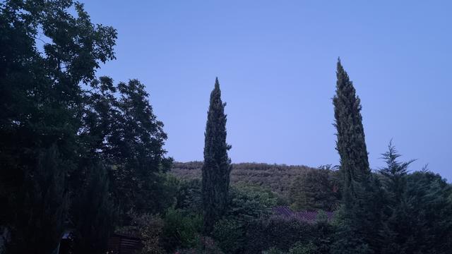 Jardin à l'aurore : dans un paysage bleuté on devine la silhouette des arbres  dont deux cupressacés qui s'élancent vers le ciel. Derrière on voit le causse