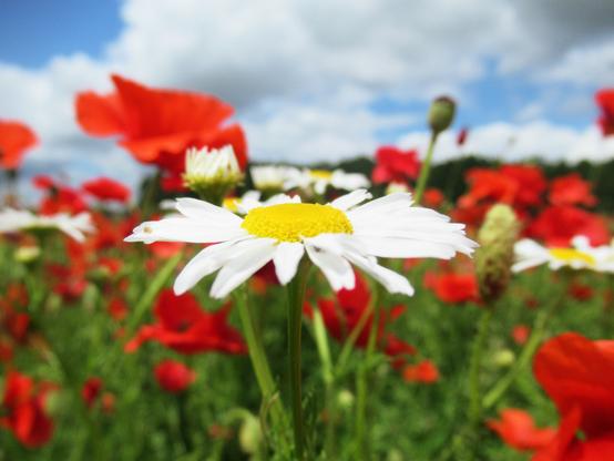 Eine Margerite vor einem Mohnfeld, blauer Himmel mit weißen Wolken
