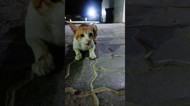 Cat #cat #shorts #shortsvideo #viralvideo #viral #best #vairal #varshakvd #video #viralshorts