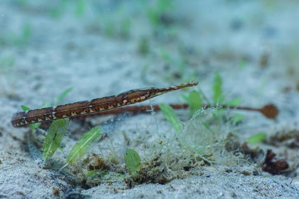 A brown/orange pipefish in its long pointy nose in profile and its long body curves around to the back and can be seen out of focus. The fish is resting on a sandy bottom with tiny green vegetation.