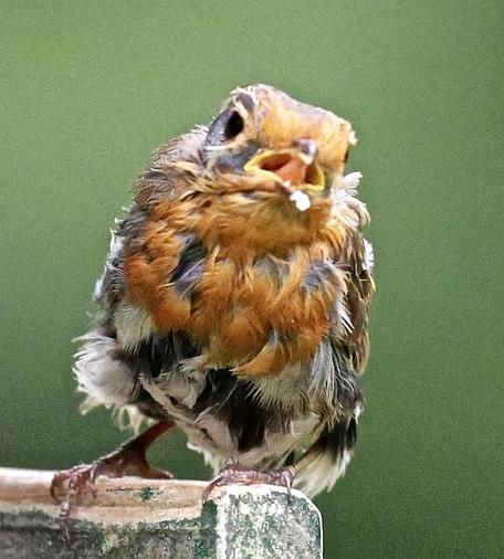 A moulting Robin on a bird feeder