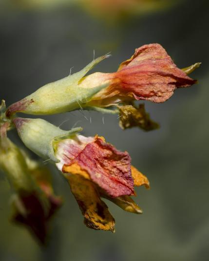 Shrivelling flowers
