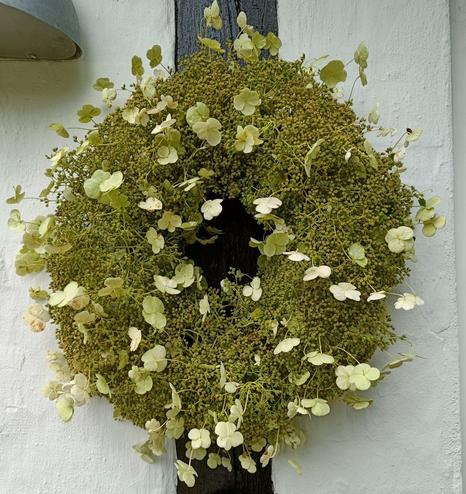 Krans af klatre hortensia