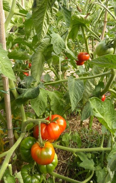 Au premier plan, un pied de tomates Marmande avec une grosse tomate déjà bien rouge et deux autres plus petites. En arrière plan d'autres pieds de tomates avec des petites tomates rouges.