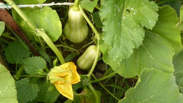 Deux bébés butternuts verts pâles et une fleur jaune et de grandes feuilles vertes tout autour.