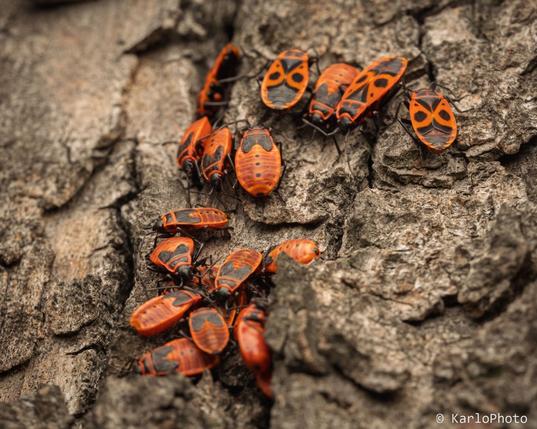 A whole group of firebugs on a tree.