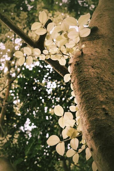 A low-angle close-up shot of a tree trunk with branches extending upwards, featuring clusters of light-coloured, delicate new leaves illuminated by soft, diffused light. The background is a bokeh of darker green foliage and bright, out-of-focus highlights. The overall mood is serene and natural.