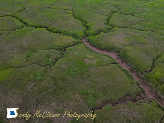 Dendritic patterns of exposed mud within the green vegetated surface of mud flats.