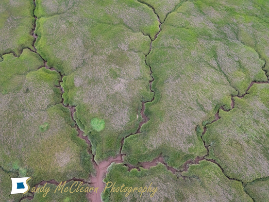 Dendritic patterns of exposed mud within the green vegetated surface of mud flats.