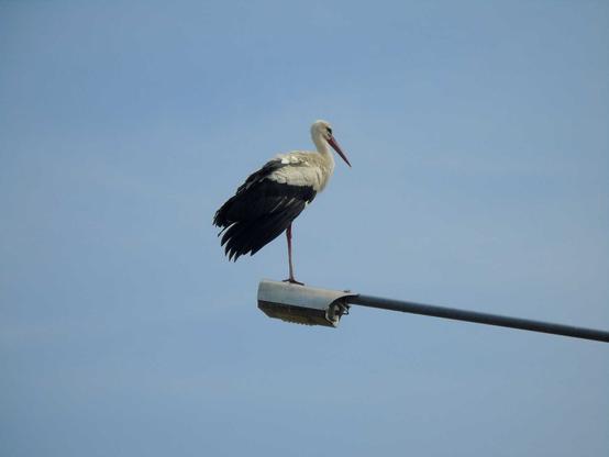 A white stork standing on the top of a streetlamp