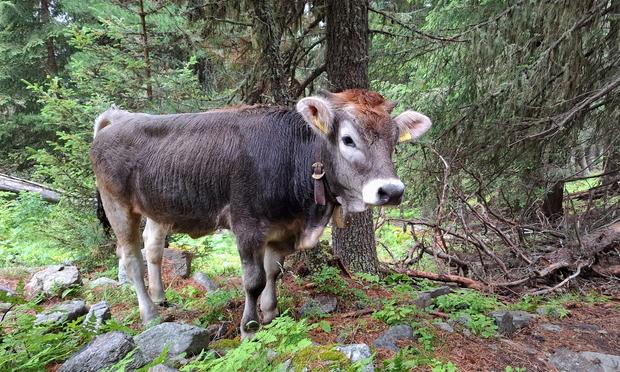 Ayoung grey calves stands on a grassy and stony forest path in a mountainous area, looking curiously toward the camera. The background is dense with tall conifer trees, moss, and rocks, suggesting a cool alpine pasture setting.