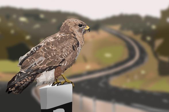 Common buzzard by the highway - Digital illustration made in Affinity Designer 2.