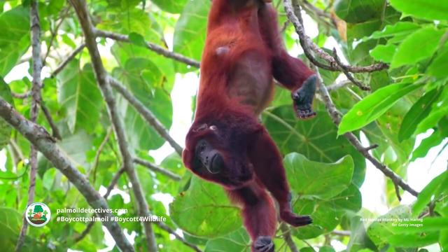 Red Howlers, characterful, cheeky red furry #monkeys of #Colombia 🐵🐒🙈🙉 they are under threat from #palmoil and #gold #deforestation 😿 fight for them and #Boycottpalmoil 🌴🔥⛔️ #BoycottGold 🥇🔥⛔️ #Boycott4Wildlife @palmoildetect https://palmoildetectives.com/2024/02/25/colombian-red-howler-monkey-alouatta-seniculus/?utm_source=mastodon&utm_medium=Palm+Oil+Detectives&utm_campaign=publer