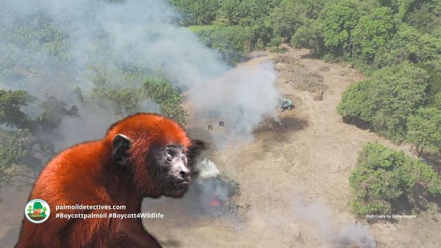 Red Howlers, characterful, cheeky red furry #monkeys of #Colombia 🐵🐒🙈🙉 they are under threat from #palmoil and #gold #deforestation 😿 fight for them and #Boycottpalmoil 🌴🔥⛔️ #BoycottGold 🥇🔥⛔️ #Boycott4Wildlife @palmoildetect https://palmoildetectives.com/2024/02/25/colombian-red-howler-monkey-alouatta-seniculus/?utm_source=mastodon&utm_medium=Palm+Oil+Detectives&utm_campaign=publer