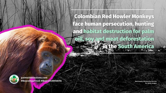 Red Howlers, characterful, cheeky red furry #monkeys of #Colombia 🐵🐒🙈🙉 they are under threat from #palmoil and #gold #deforestation 😿 fight for them and #Boycottpalmoil 🌴🔥⛔️ #BoycottGold 🥇🔥⛔️ #Boycott4Wildlife @palmoildetect https://palmoildetectives.com/2024/02/25/colombian-red-howler-monkey-alouatta-seniculus/?utm_source=mastodon&utm_medium=Palm+Oil+Detectives&utm_campaign=publer