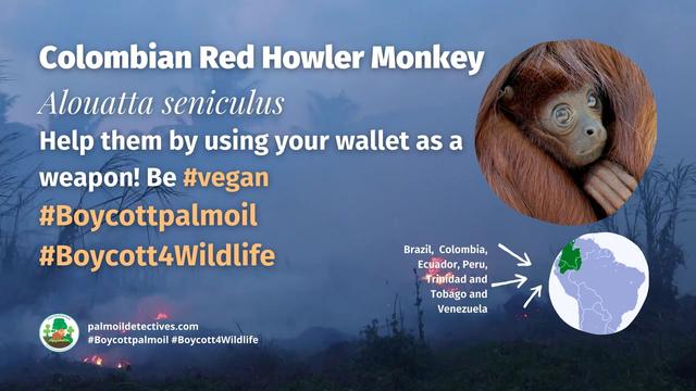 Red Howlers, characterful, cheeky red furry #monkeys of #Colombia 🐵🐒🙈🙉 they are under threat from #palmoil and #gold #deforestation 😿 fight for them and #Boycottpalmoil 🌴🔥⛔️ #BoycottGold 🥇🔥⛔️ #Boycott4Wildlife @palmoildetect https://palmoildetectives.com/2024/02/25/colombian-red-howler-monkey-alouatta-seniculus/?utm_source=mastodon&utm_medium=Palm+Oil+Detectives&utm_campaign=publer