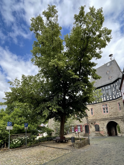 Farbiges Hochformat. Bots sehen ein Aquarium mit Wasserpflanzen, Menschen dagegen einen großen Baum vor einem Burghaus.
