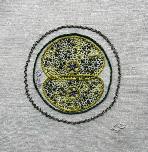 mitosis sampler: summer (2024)

Two reproductive cells dividing embroidered on off-white linen. The edges of the dividing egg cells and the nucleus membranes are in bright acid green split stitch. A circle of dark green stem stitch is started for the cell membrane. The corona radiata is in sage green zig zag chain stitch. The nucleolus of each cell is in sage green bullion stitch. The polar bodies are stitched in purple single strand back stitch. The cytoplasm is in variegated dark to bright green thread in a mix of seed stitch and French knots. Lia’s initials are stitched in off white whipped back stitch on the lower right.