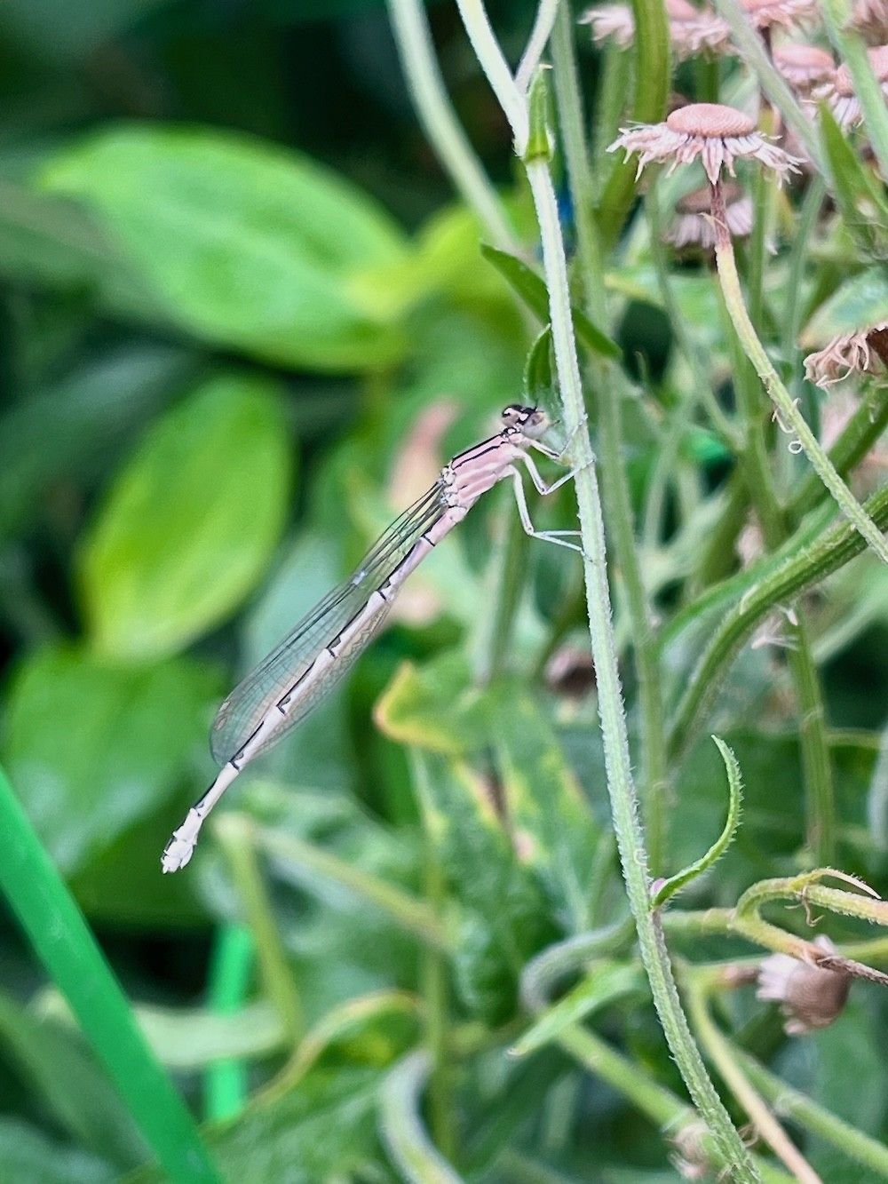 Damselfly