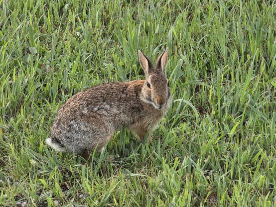 A bunny looking at the camera with an annoyed look.