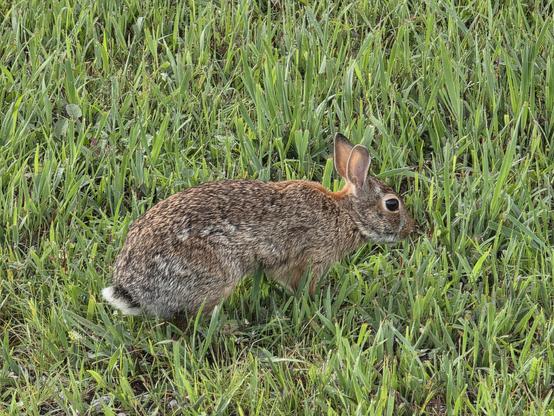 A bunny leaning over to nibble on some grass.