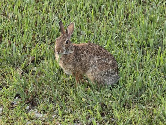 A bunny with a long piece of grass sticking out of its mouth.